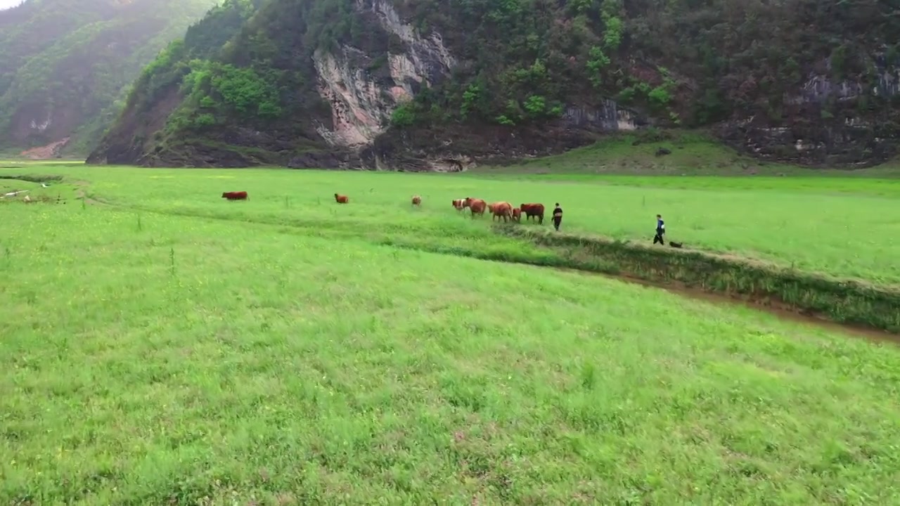 春天花海草甸上放牛的人视频下载