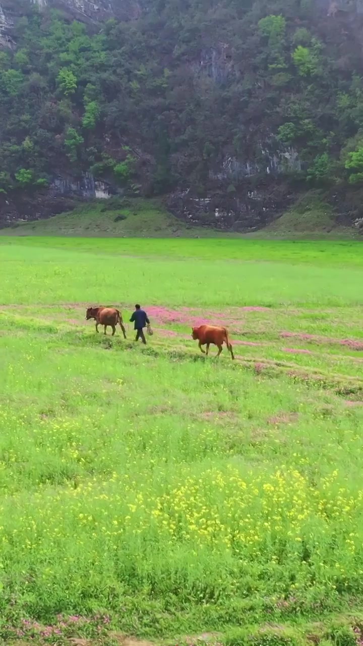 春天花海草甸上放牛的人视频下载