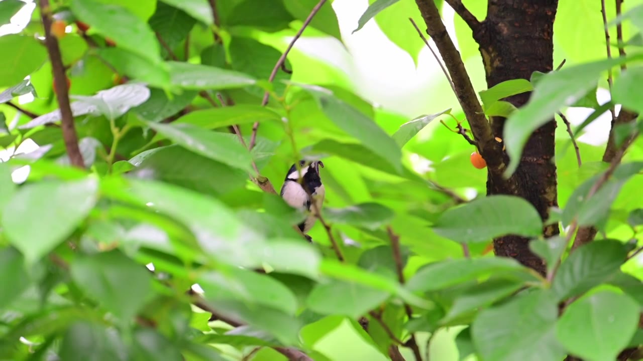 樱桃树上大山雀叼虫子视频下载