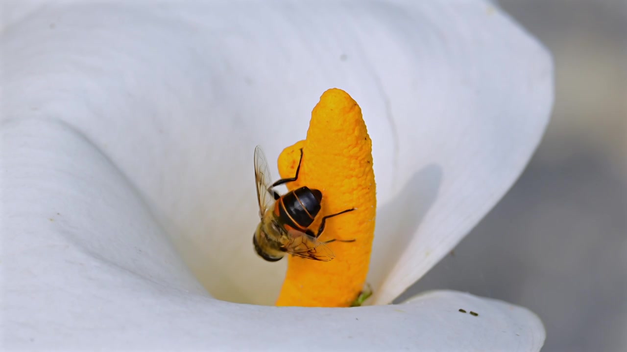 马蹄花上的蜜蜂采蜜视频下载