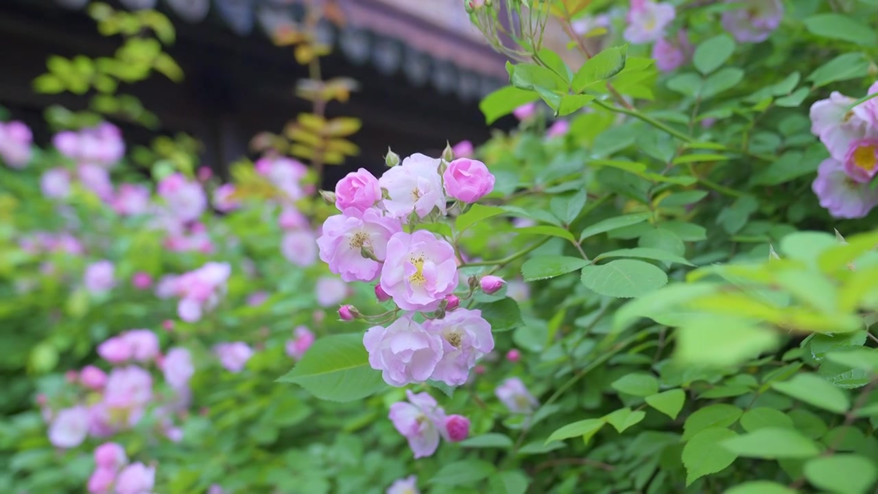 江南苏州的春天蔷薇在随风摇摆，蜜蜂在飞舞和忙碌的采蜜视频下载