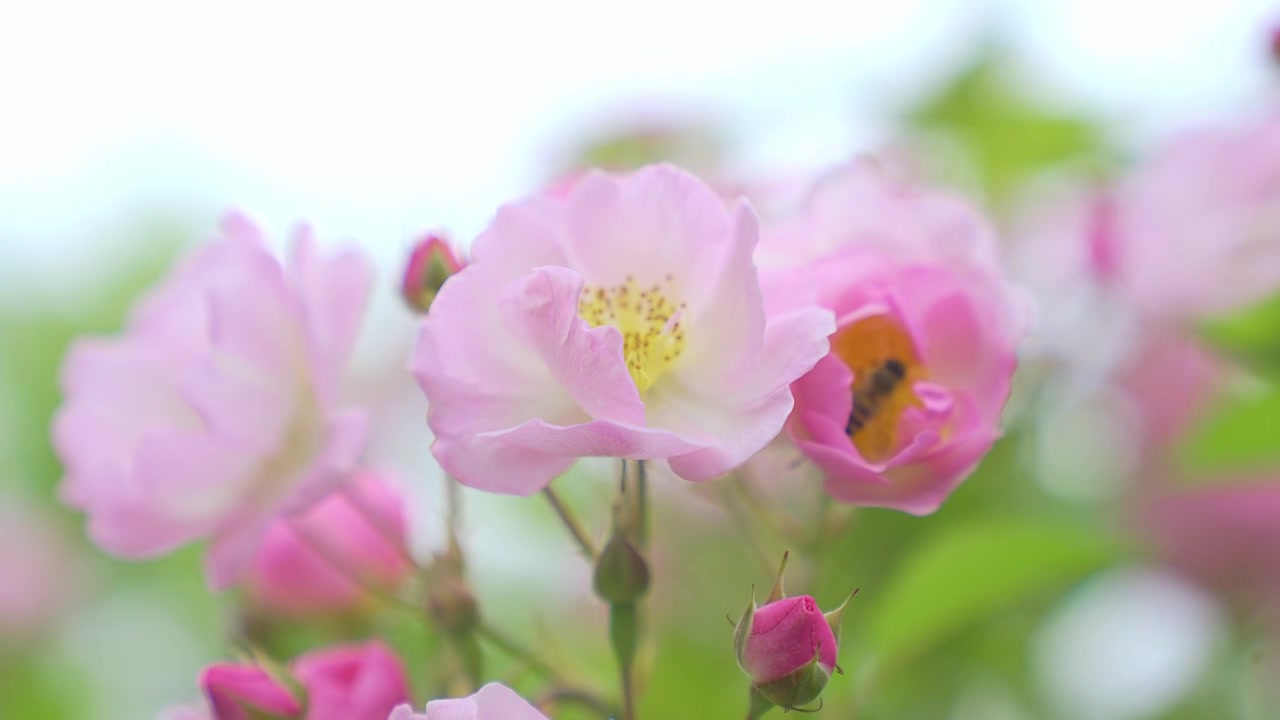 江南苏州的春天蔷薇在随风摇摆，蜜蜂在飞舞和忙碌的采蜜视频下载