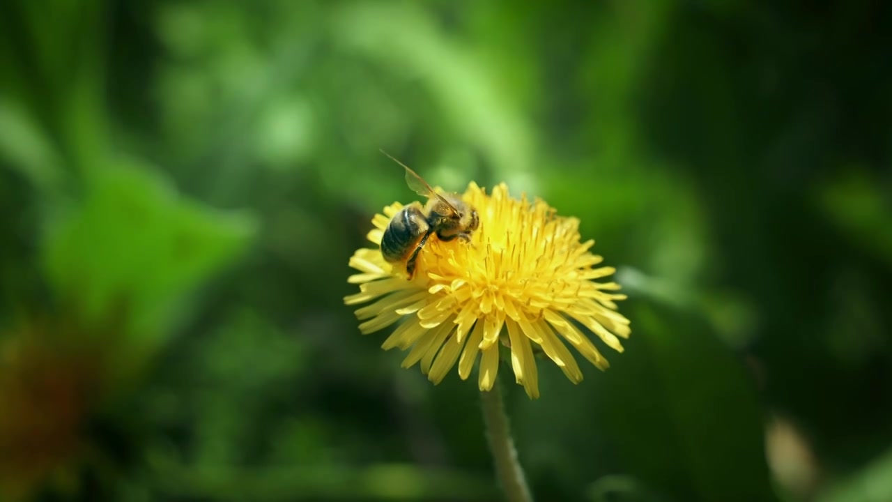 蒲公英花朵上蜜蜂采蜜视频下载