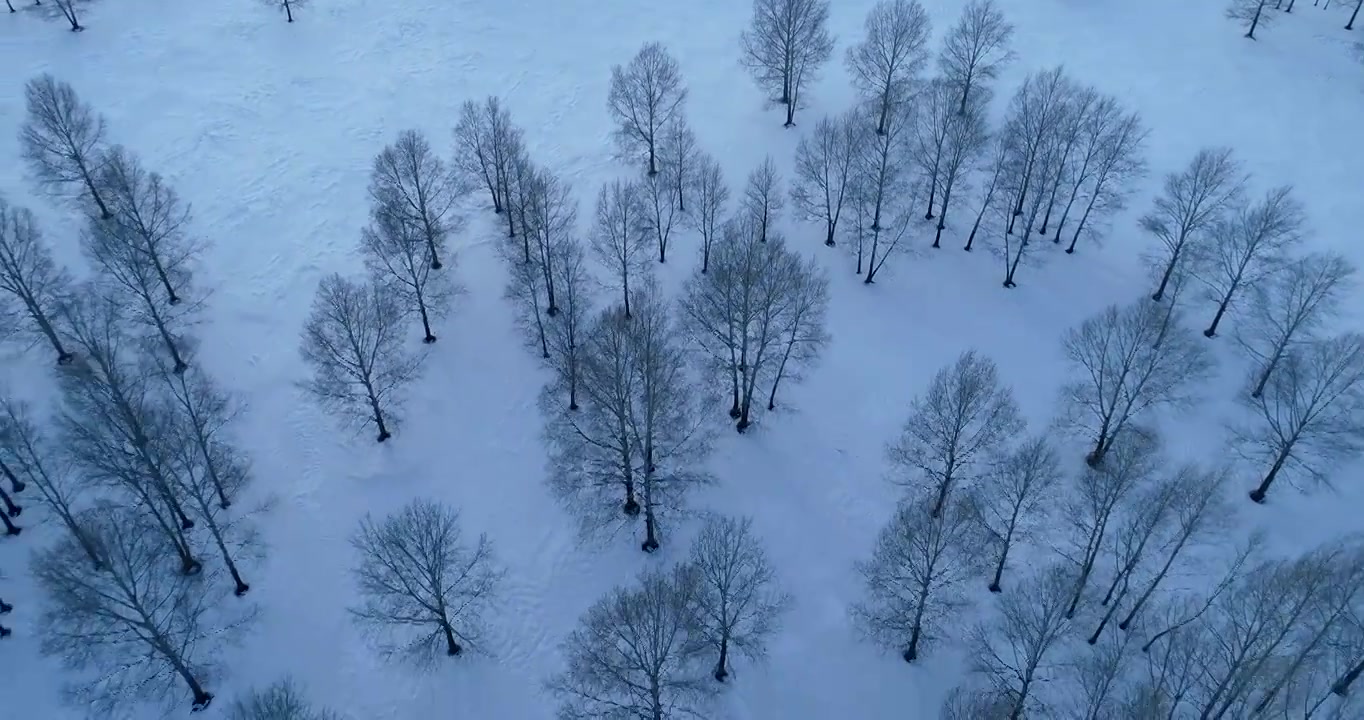 航拍雪野茂密小树林视频下载