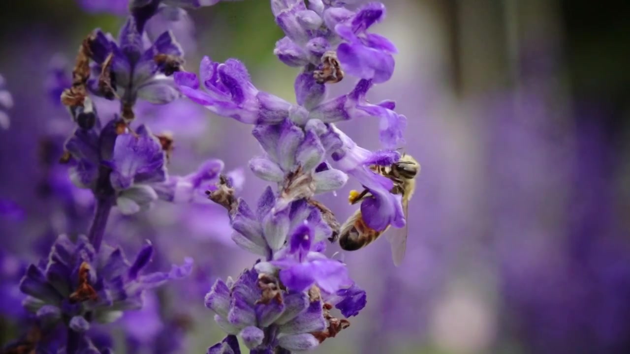 蜜蜂在紫色的花朵采蜜 慢动作升格视频下载