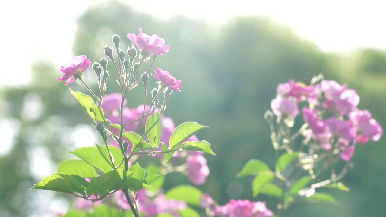 逆光明亮的蔷薇花治愈风景，蜜蜂在花朵上飞舞视频下载