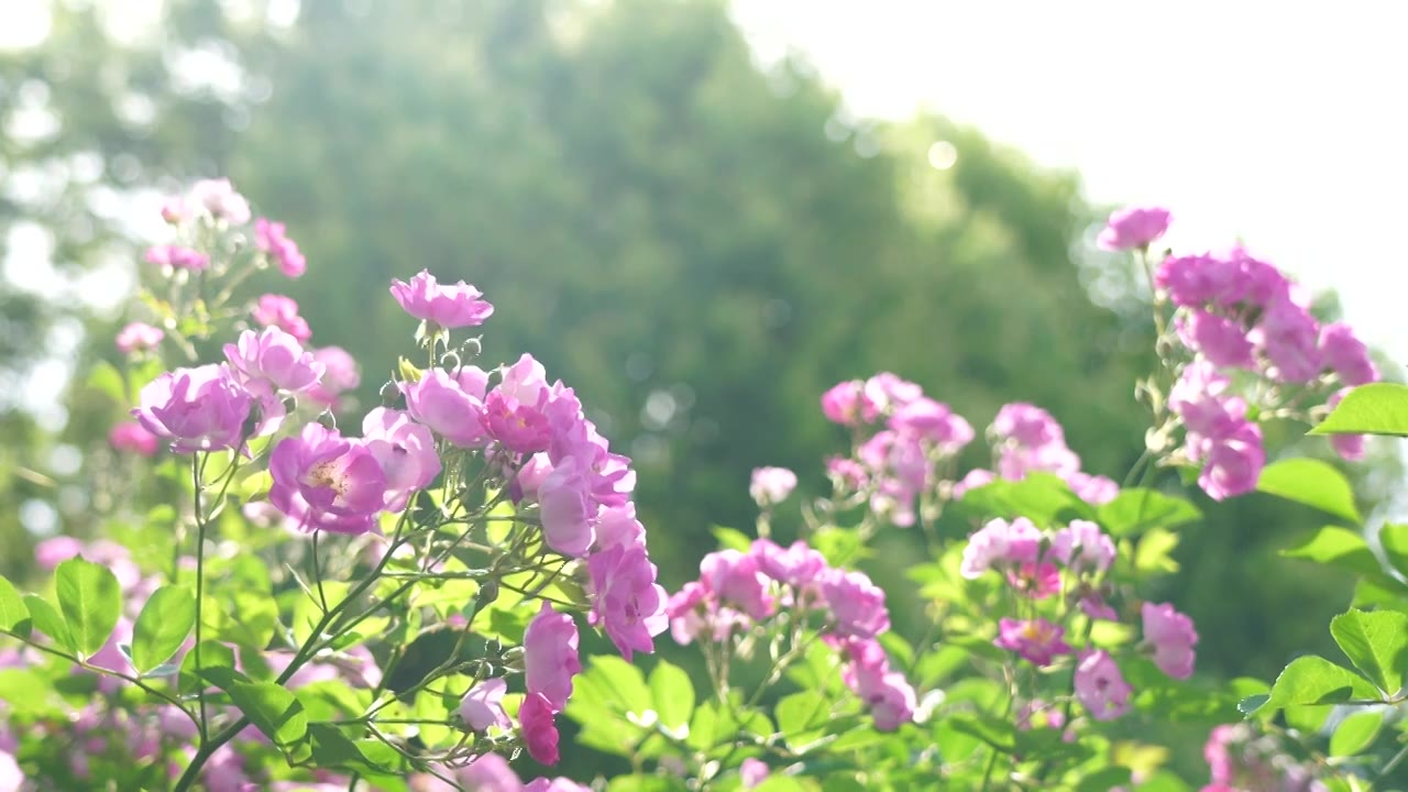 夏日阳光明媚阳光穿透树林，蜜蜂在逆光明亮的花丛中飞舞视频下载