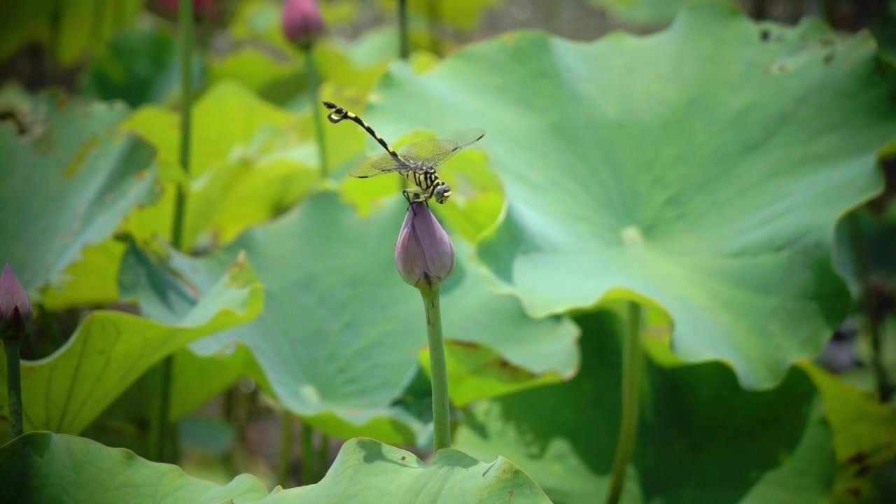 夏至蜻蜓站立在摇曳的荷花花苞上 唯美沉浸氛围 慢动作升格视频下载
