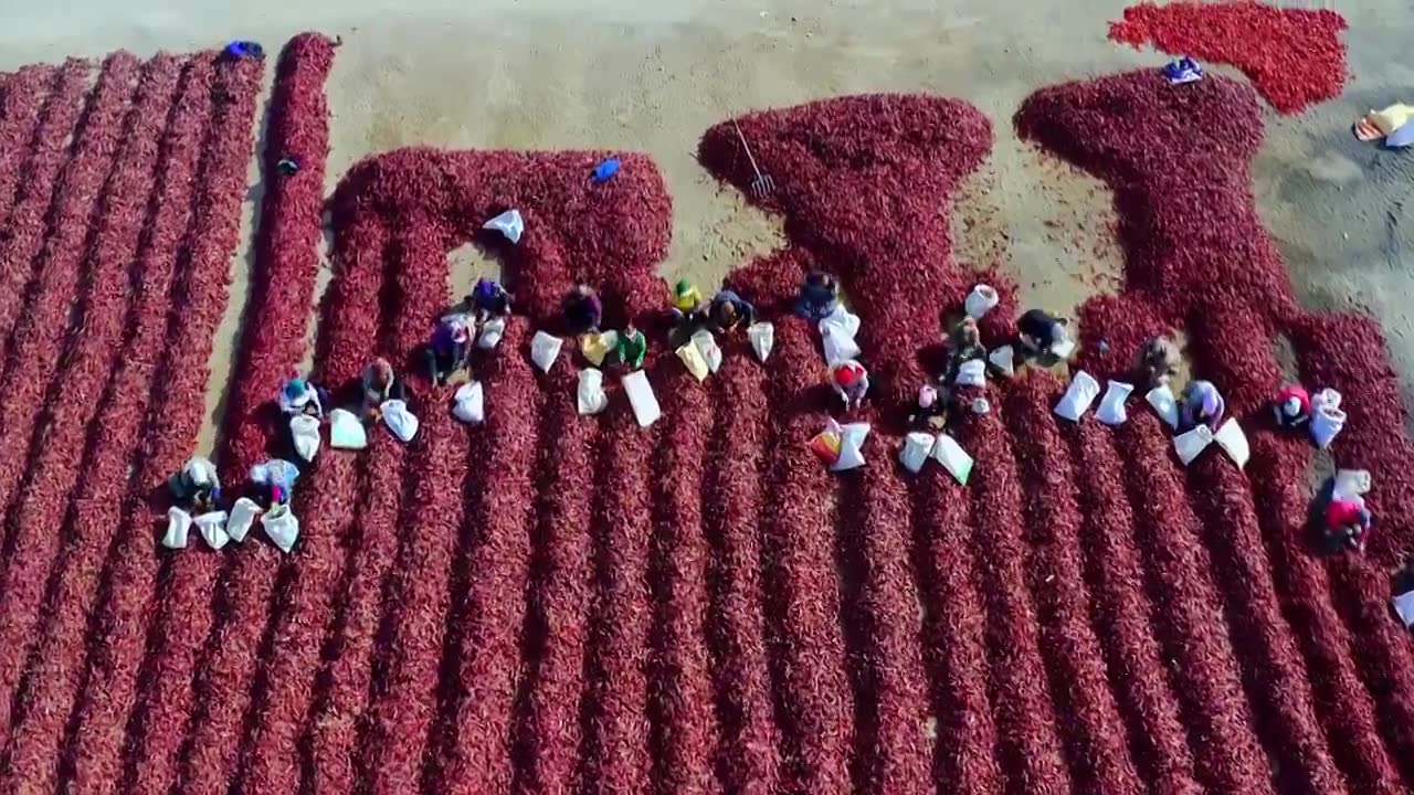 航拍秋季新疆巴音郭勒焉耆县农民们正在分拣晾晒着的红辣椒视频下载