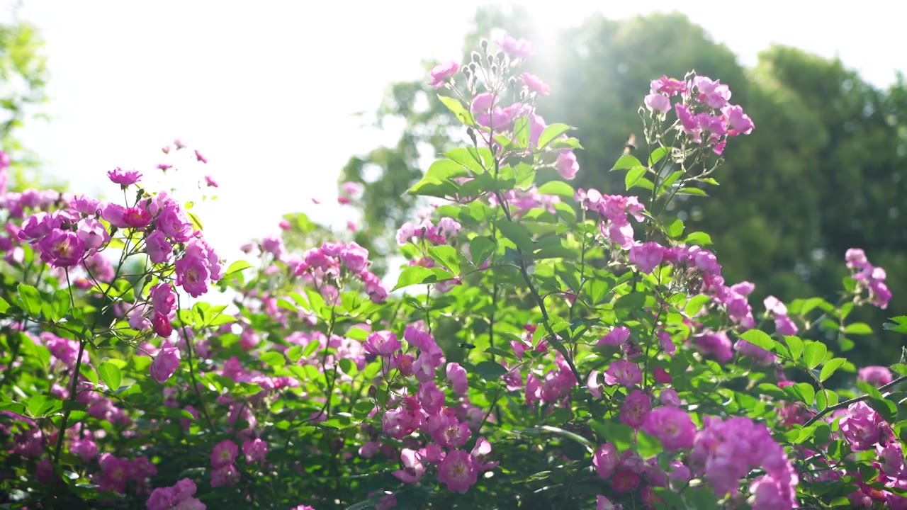 逆光明亮的蔷薇花治愈风景，蜜蜂在花丛中飞舞视频下载