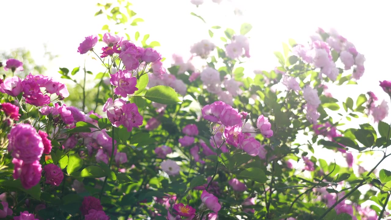 逆光明亮的蔷薇花治愈风景，大黄蜂在花丛中飞舞视频下载