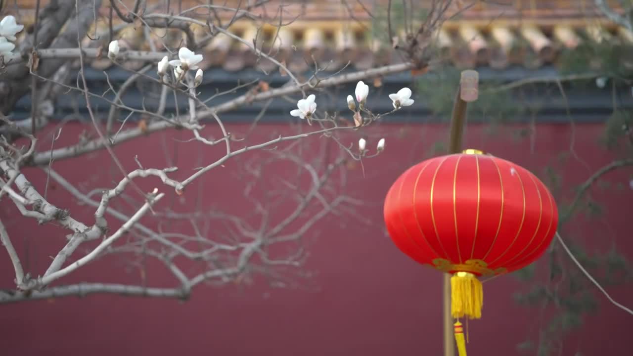 北京长安街中南海红墙玉兰花视频下载