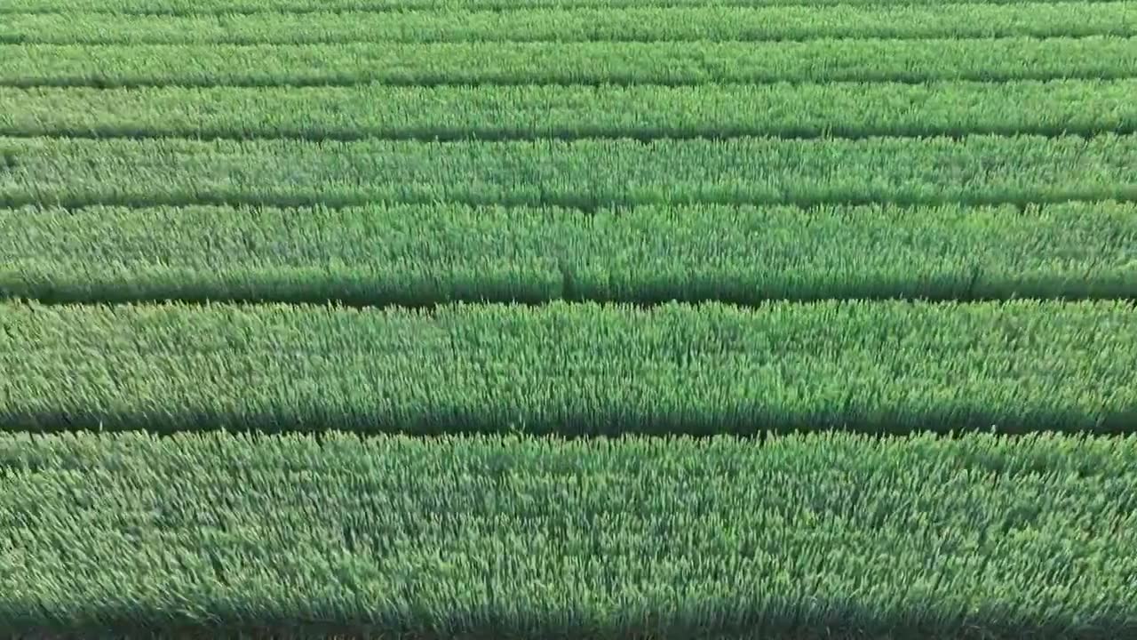 谷雨时节 山东枣庄山亭区扬花灌浆期的麦田视频下载