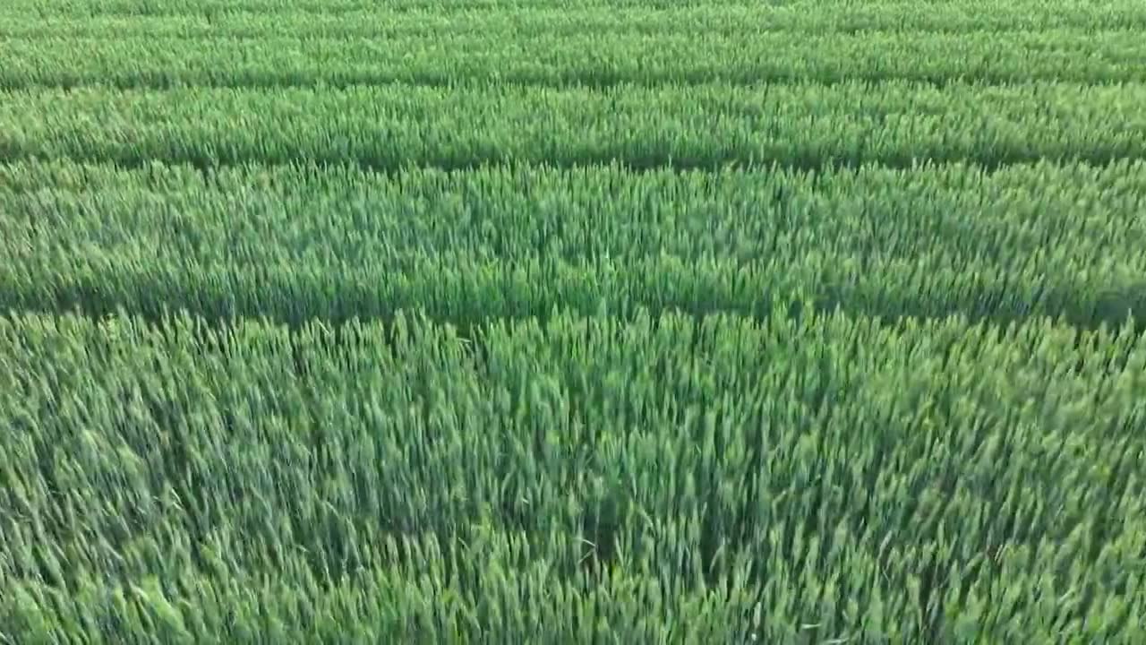 谷雨时节 山东枣庄山亭区扬花灌浆期的麦田视频下载