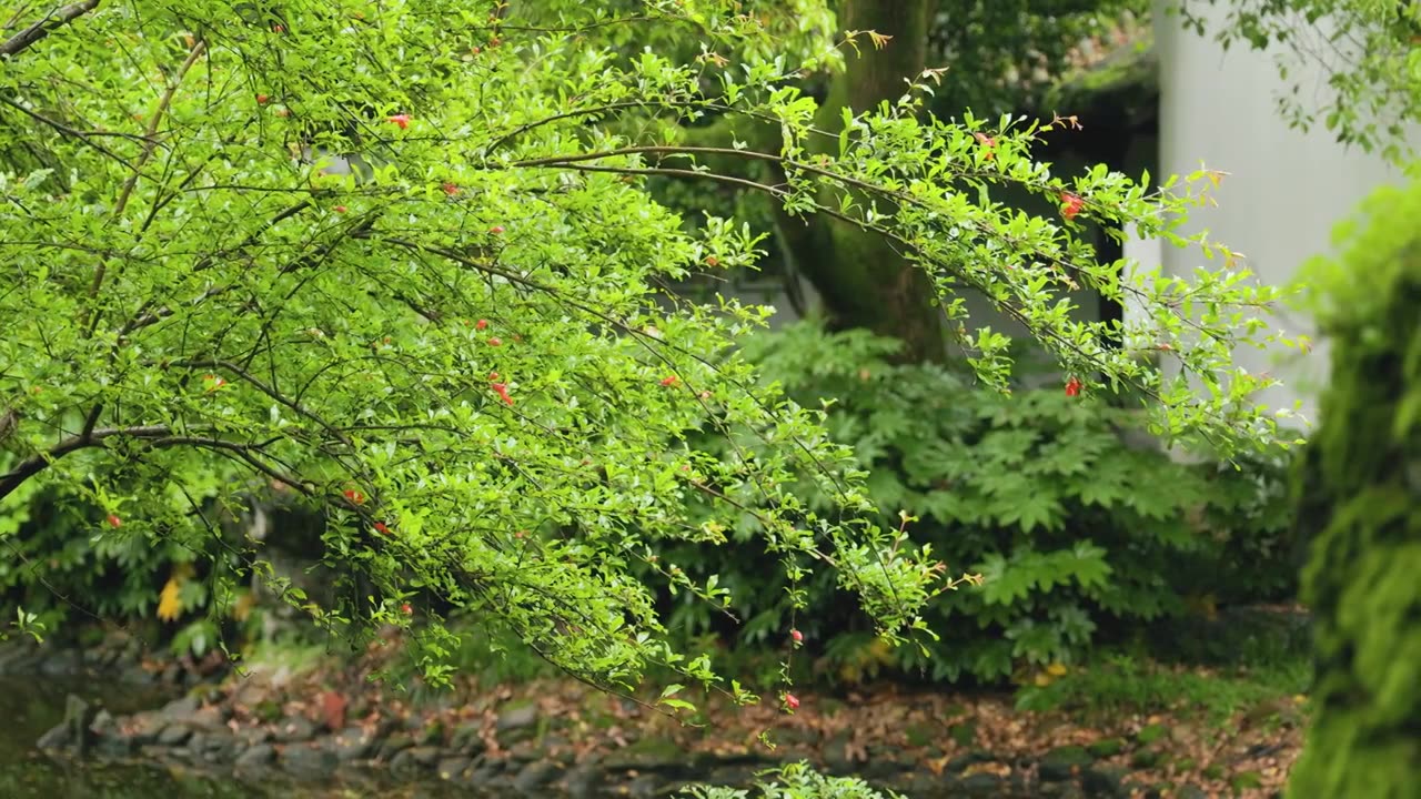 下雨天的中式园林雨滴绿叶屋檐滴水视频下载