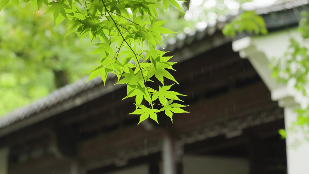 下雨天的中式园林雨滴绿叶屋檐滴水视频素材