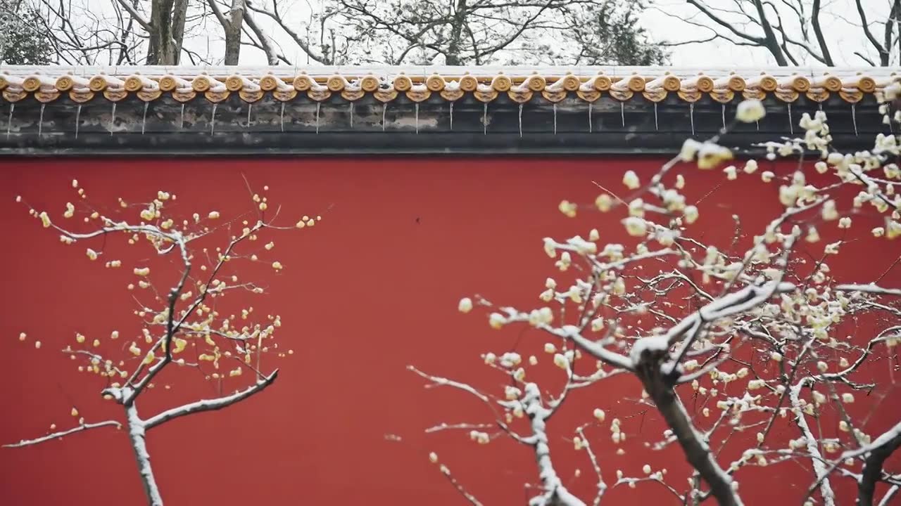 雪后的南京明孝陵红墙下腊梅盛开视频下载