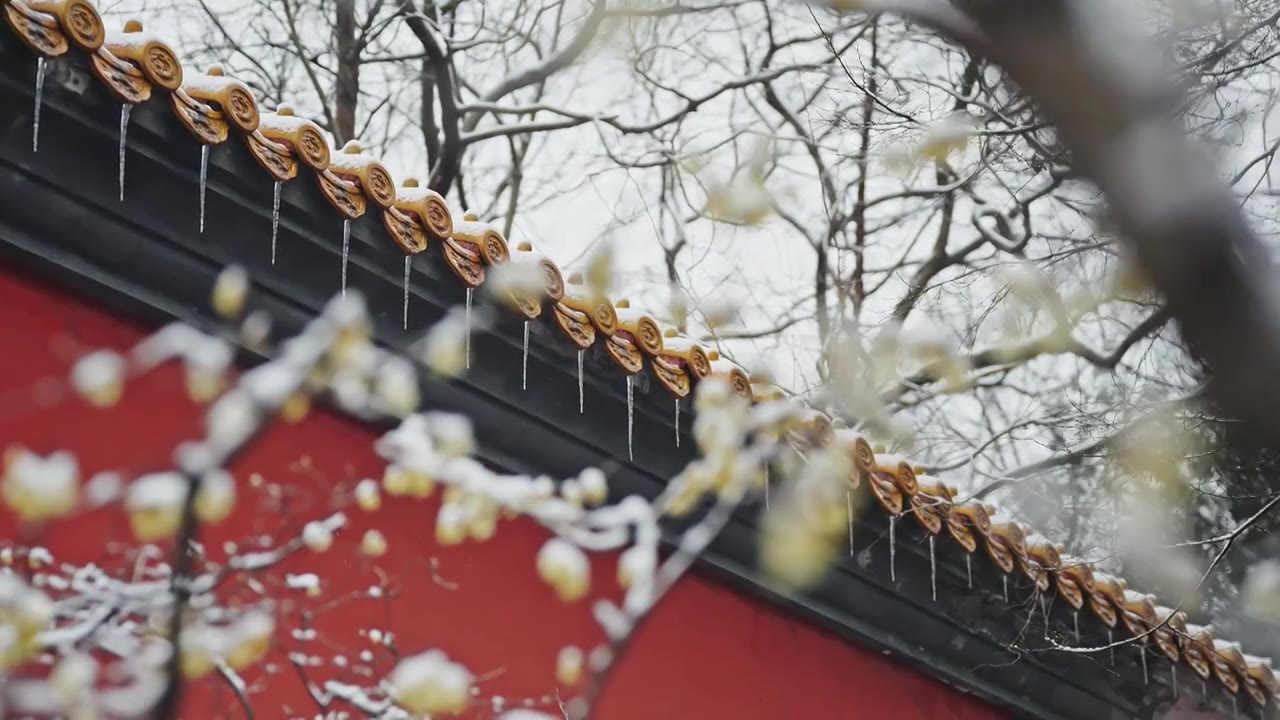 雪后的南京明孝陵红墙下腊梅盛开视频素材