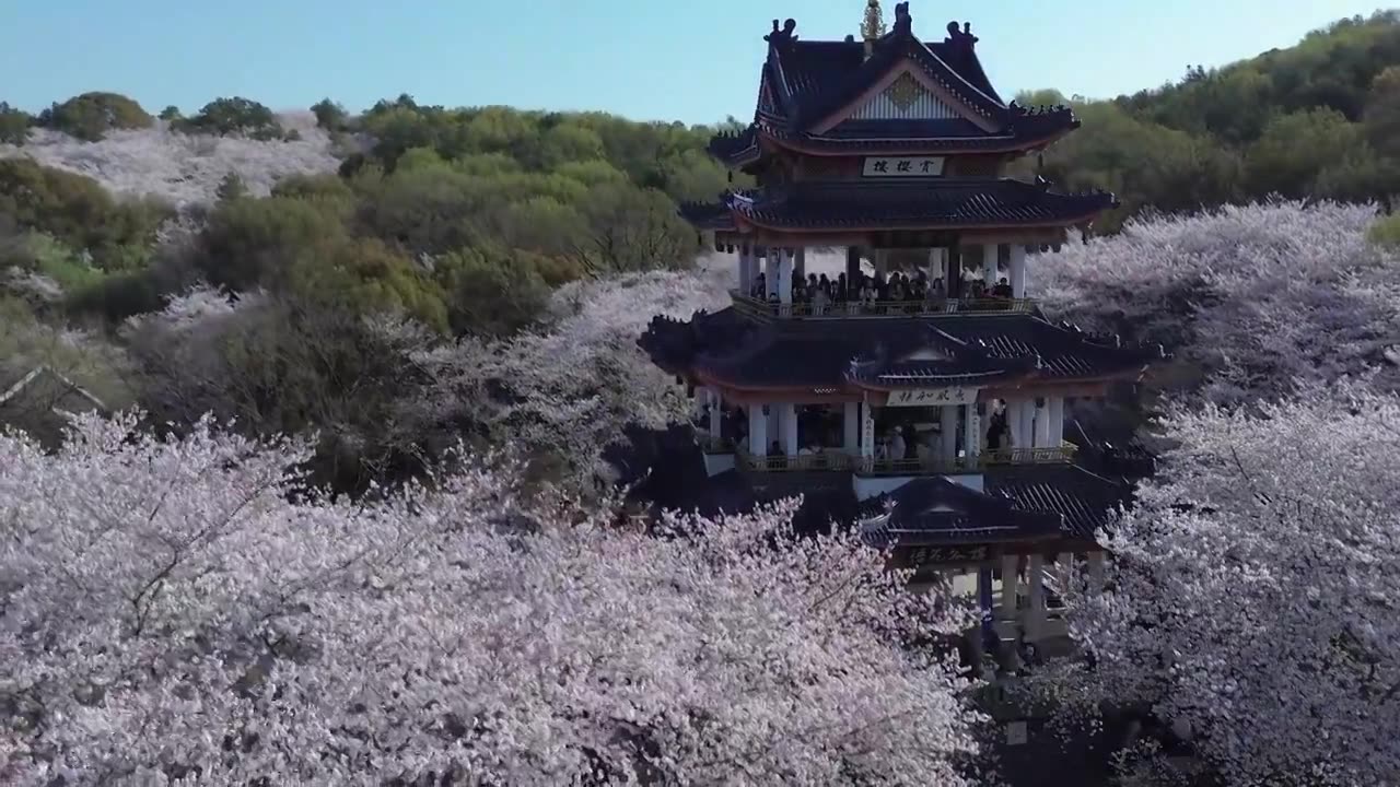 苏州无锡鼋头渚赏樱楼樱花航拍合集视频下载
