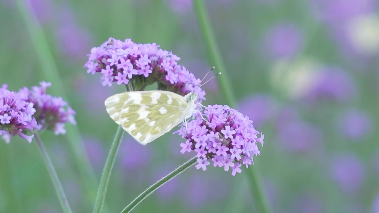 一只白色蝴蝶落在了紫色的马鞭草花上采集花粉视频下载
