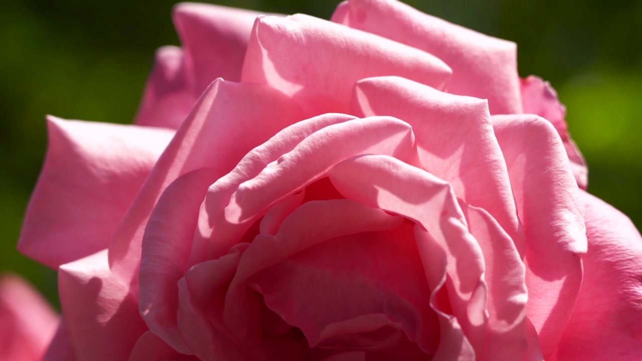 阳光下逆光的玫瑰花花瓣的特写视频下载
