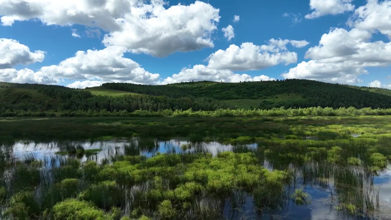 航拍湿地公园沼泽水草视频下载