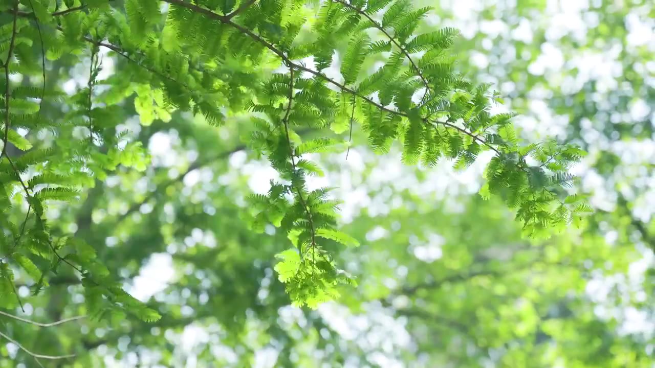 阳光微风中下的杉树树枝树叶视频购买