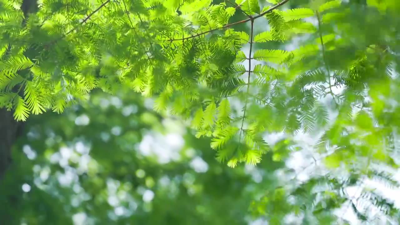 阳光微风中下的杉树树枝树叶视频下载
