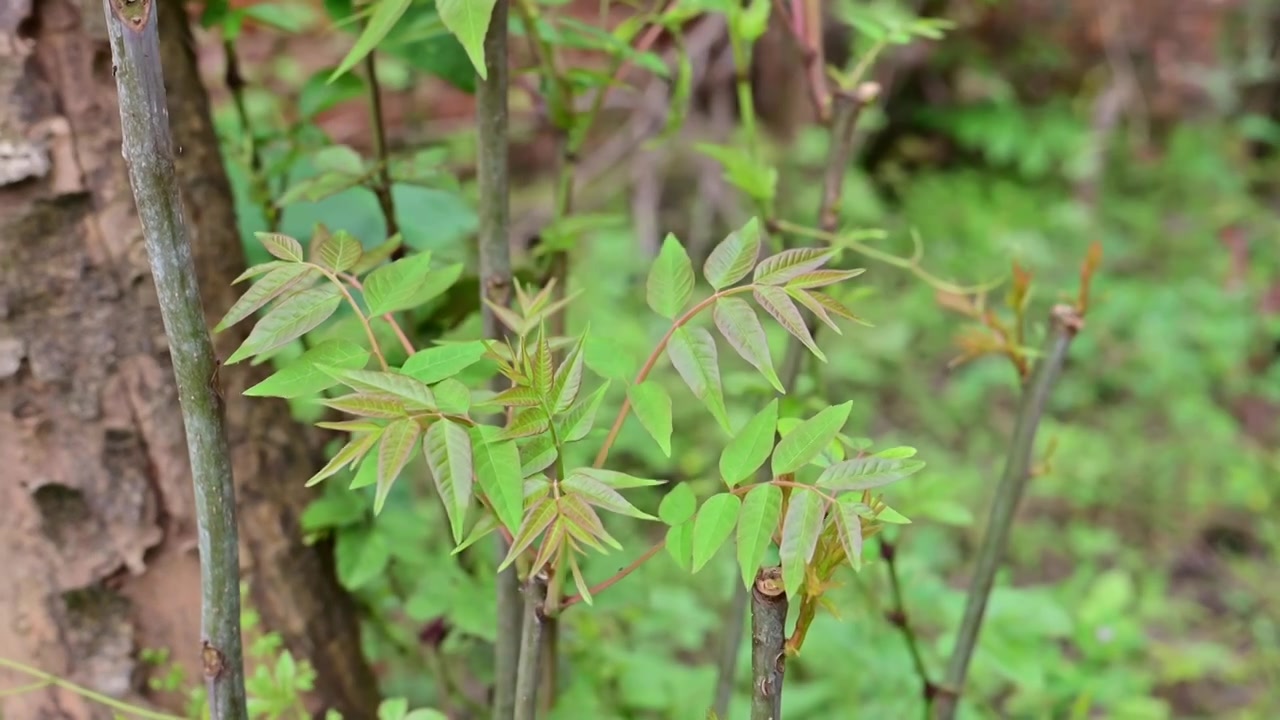 春天香椿树生长的鲜嫩香椿视频下载