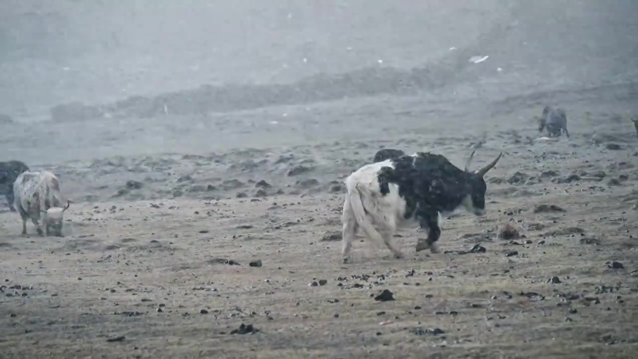 风雪中的牦牛视频下载