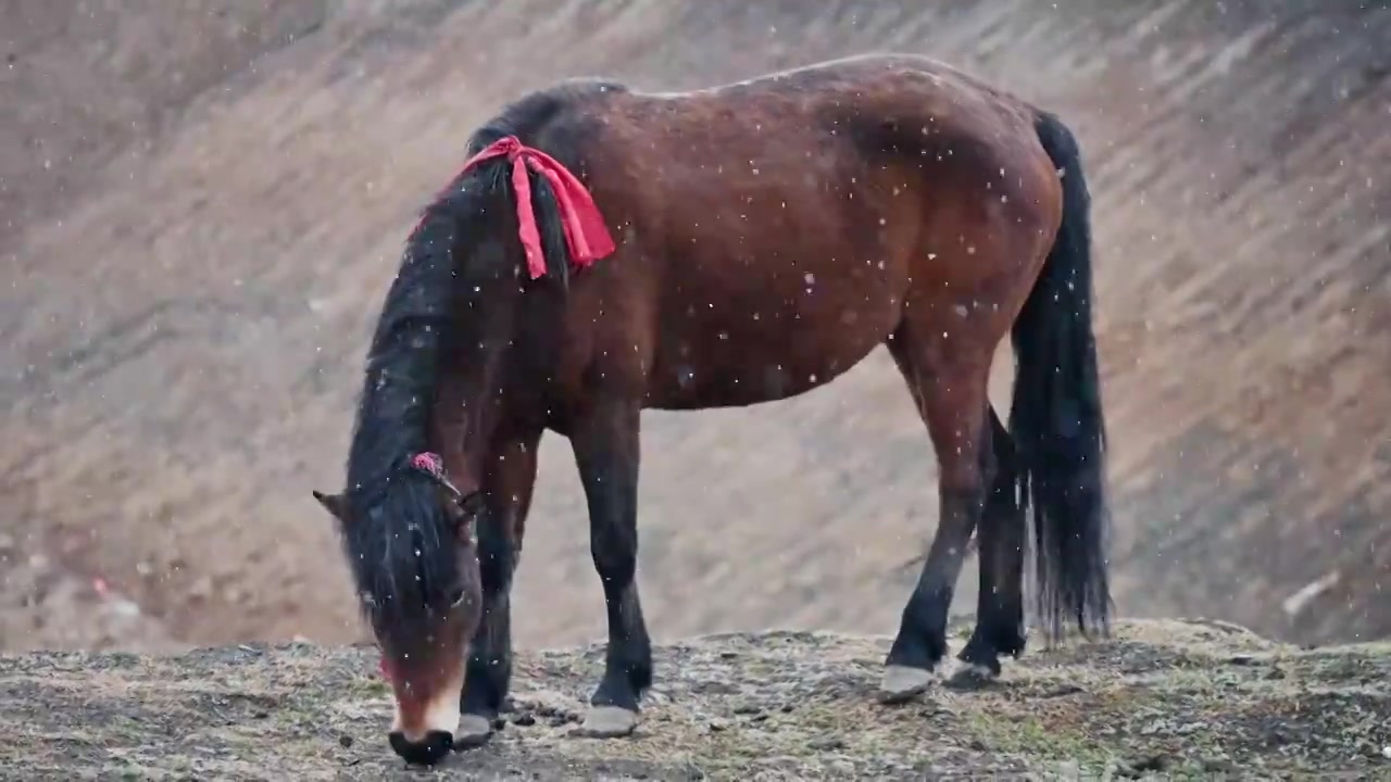风雪中的马视频下载