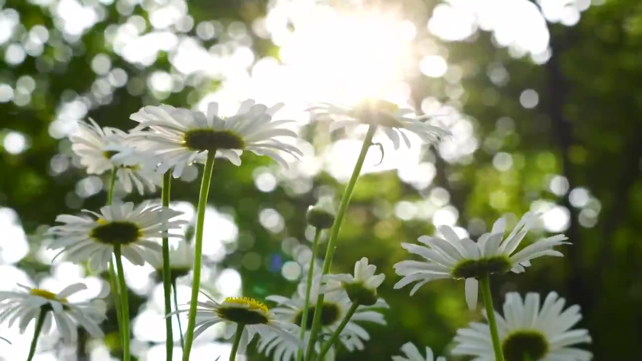 夏日阳光穿过树林照射逆光唯美的雏菊花朵视频下载