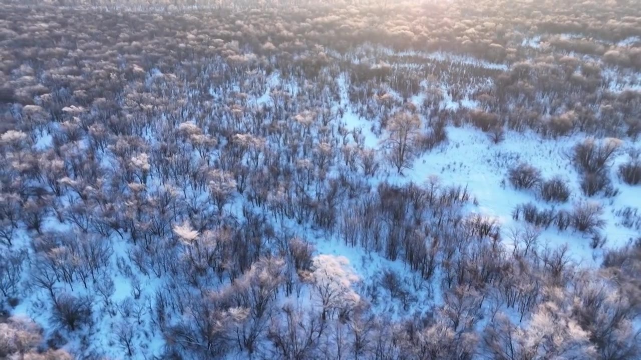 航拍雪原灌木丛晨光视频下载
