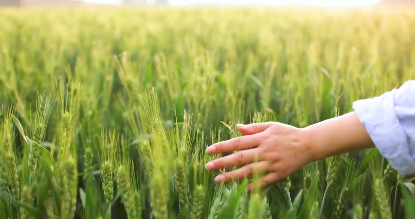 人的手拂过绿色小麦视频下载