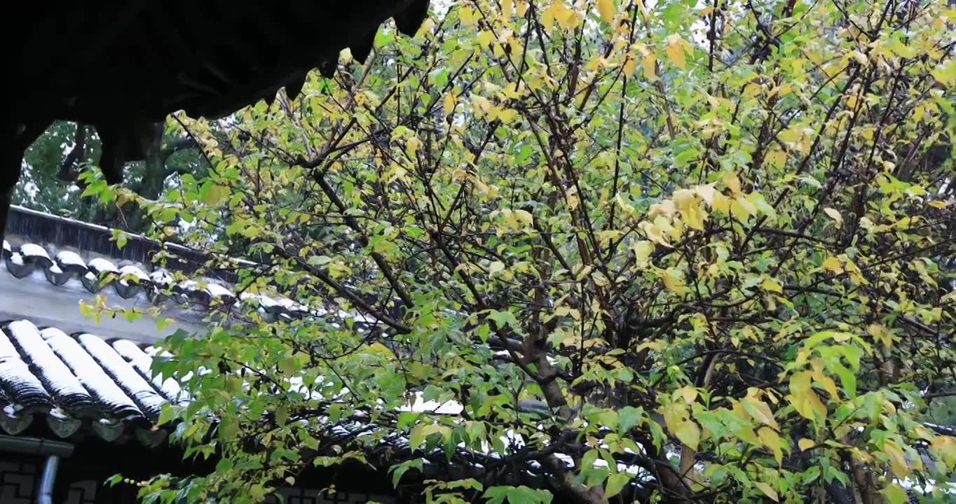 唯美园林腊梅雪景 苏州留园冬天飘雪视频下载