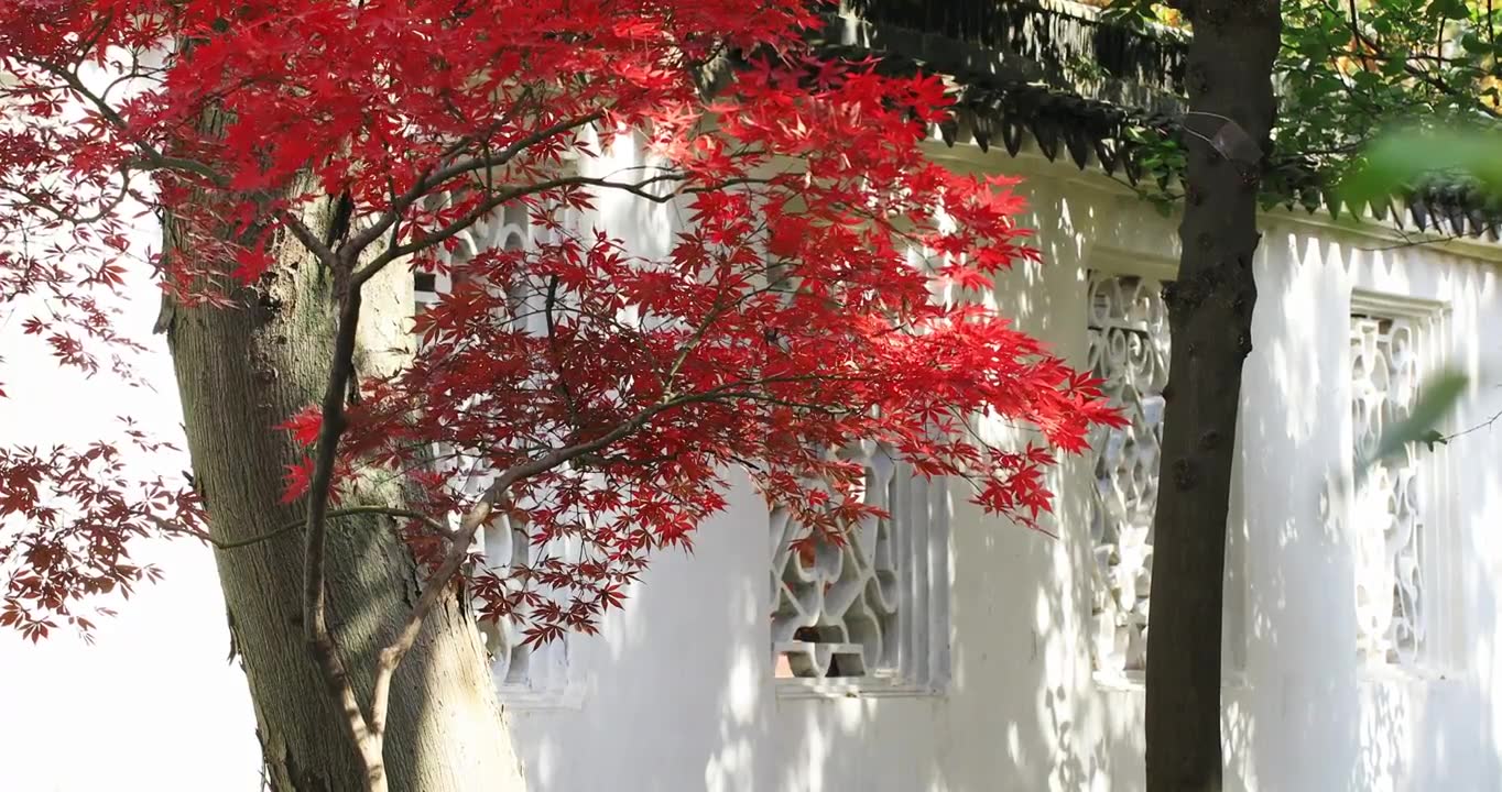 园林白墙漏窗红枫 拙政园视频下载