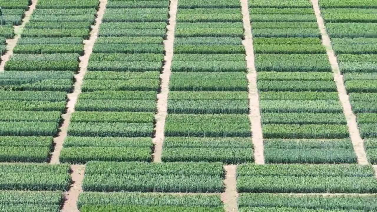 航拍镜头下的山东枣庄山亭区丰谷种业有限公司小麦良种试验田视频下载