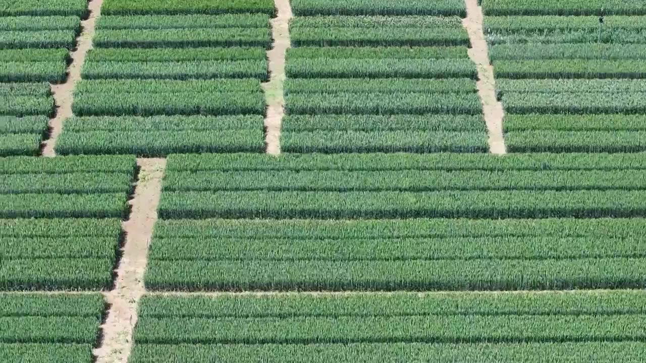 航拍镜头下的山东枣庄山亭区丰谷种业有限公司小麦良种试验田视频下载
