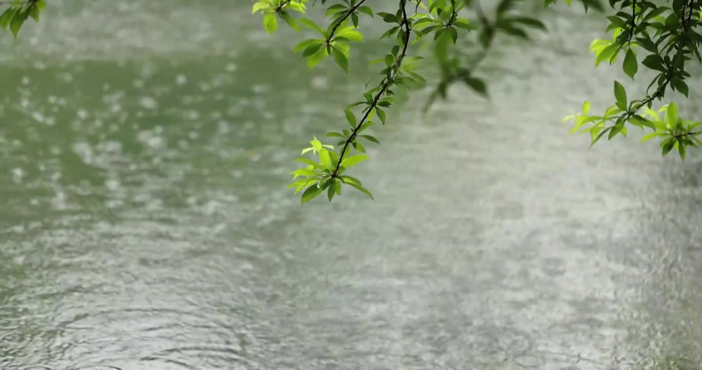 （慢镜）下雨天雨水落在湖面上绿叶随风摇曳清新唯美视频下载
