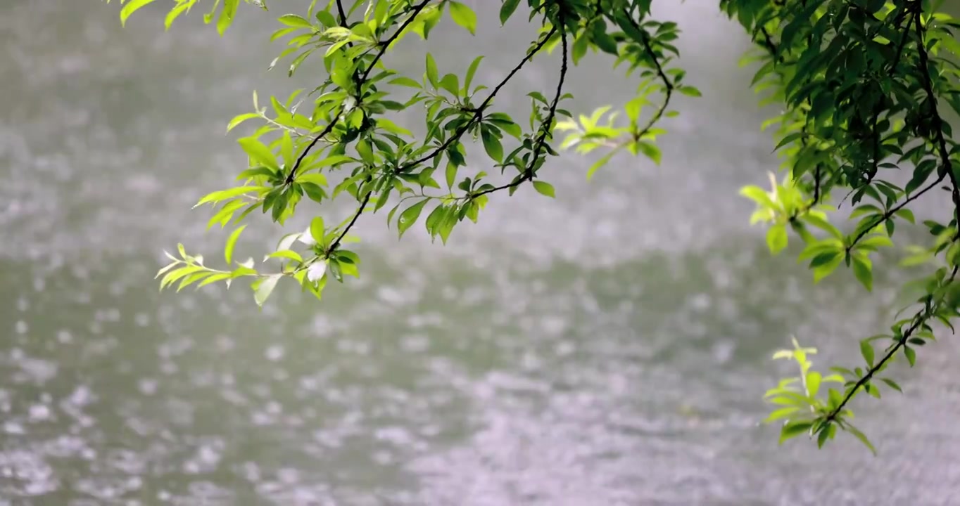 （慢镜）下雨天雨水落在湖面上绿叶随风摇曳清新唯美视频下载