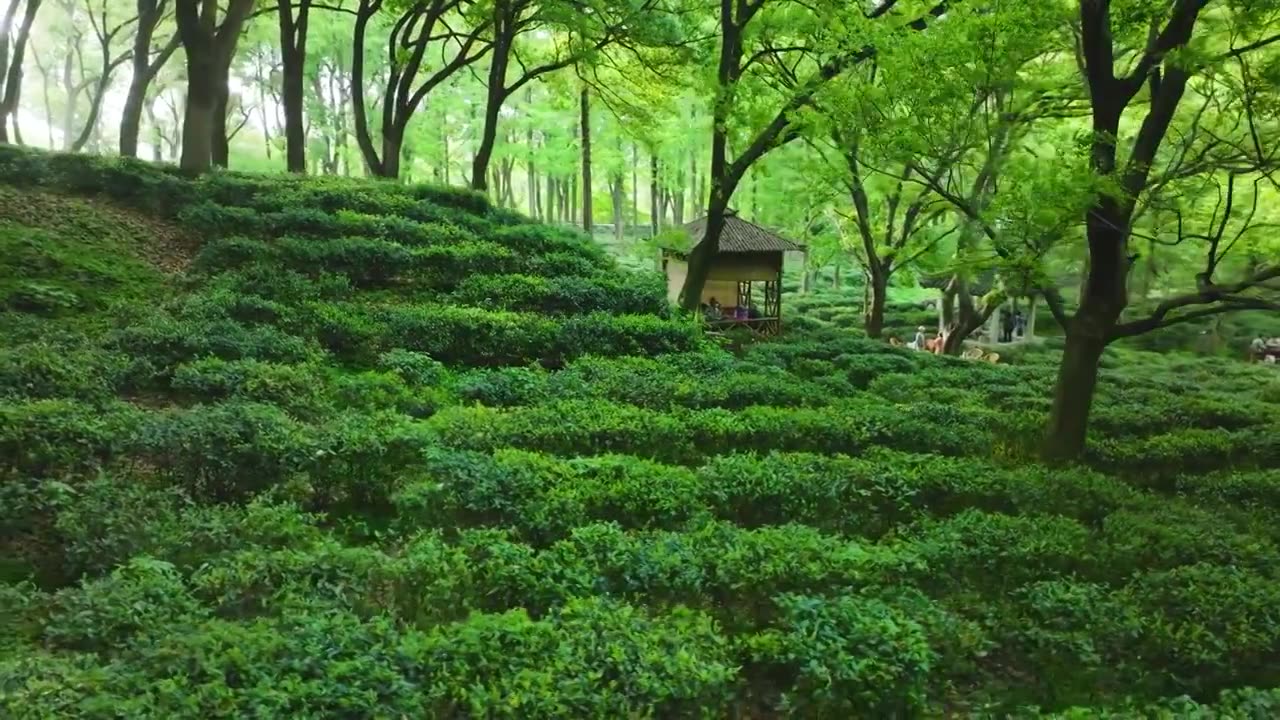 无人机低空航拍树林中的江南春天绿色茶园视频素材