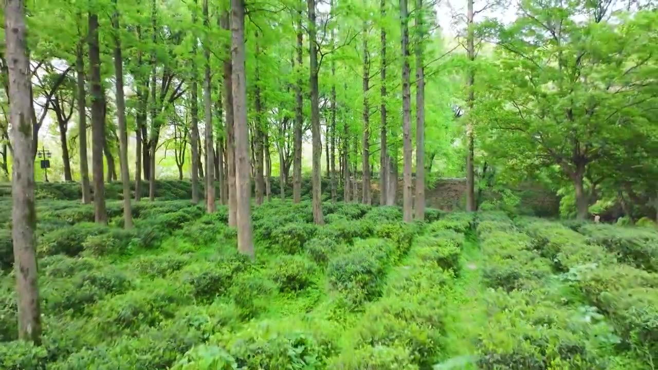 无人机低空航拍树林中的江南春天绿色茶园视频素材