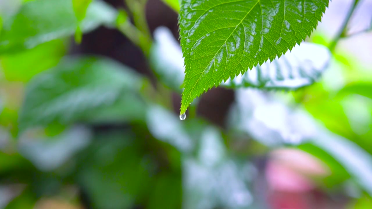 清明雨天绿色树叶上雨滴下落打在叶子上滴落滴答滴答慢镜头空镜视频下载