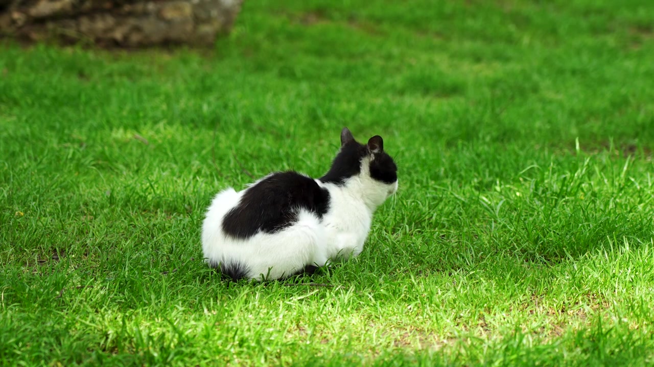 阳光草地上的猫视频素材