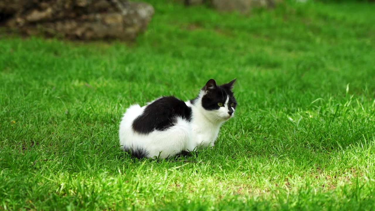 阳光草地上休闲的猫视频素材