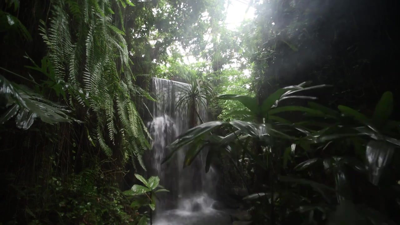 热带雨林瀑布视频下载