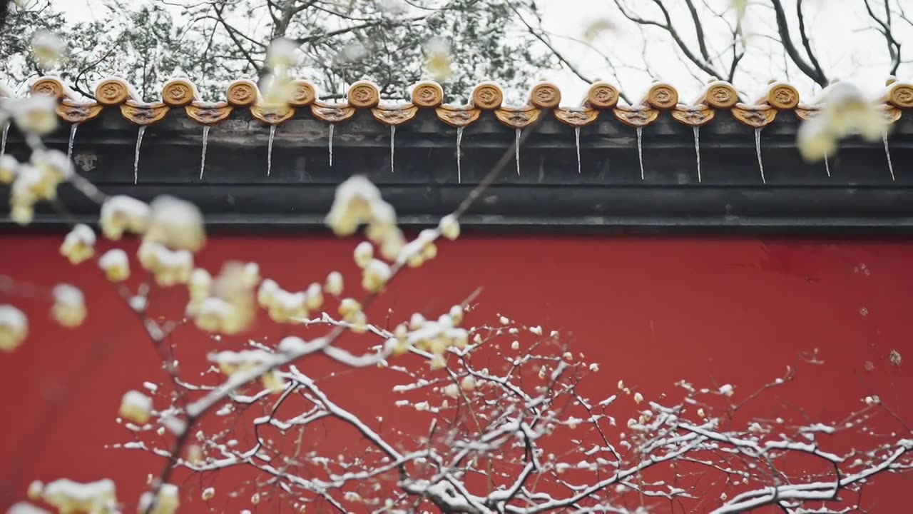 雪后的南京明孝陵红墙下腊梅盛开视频素材