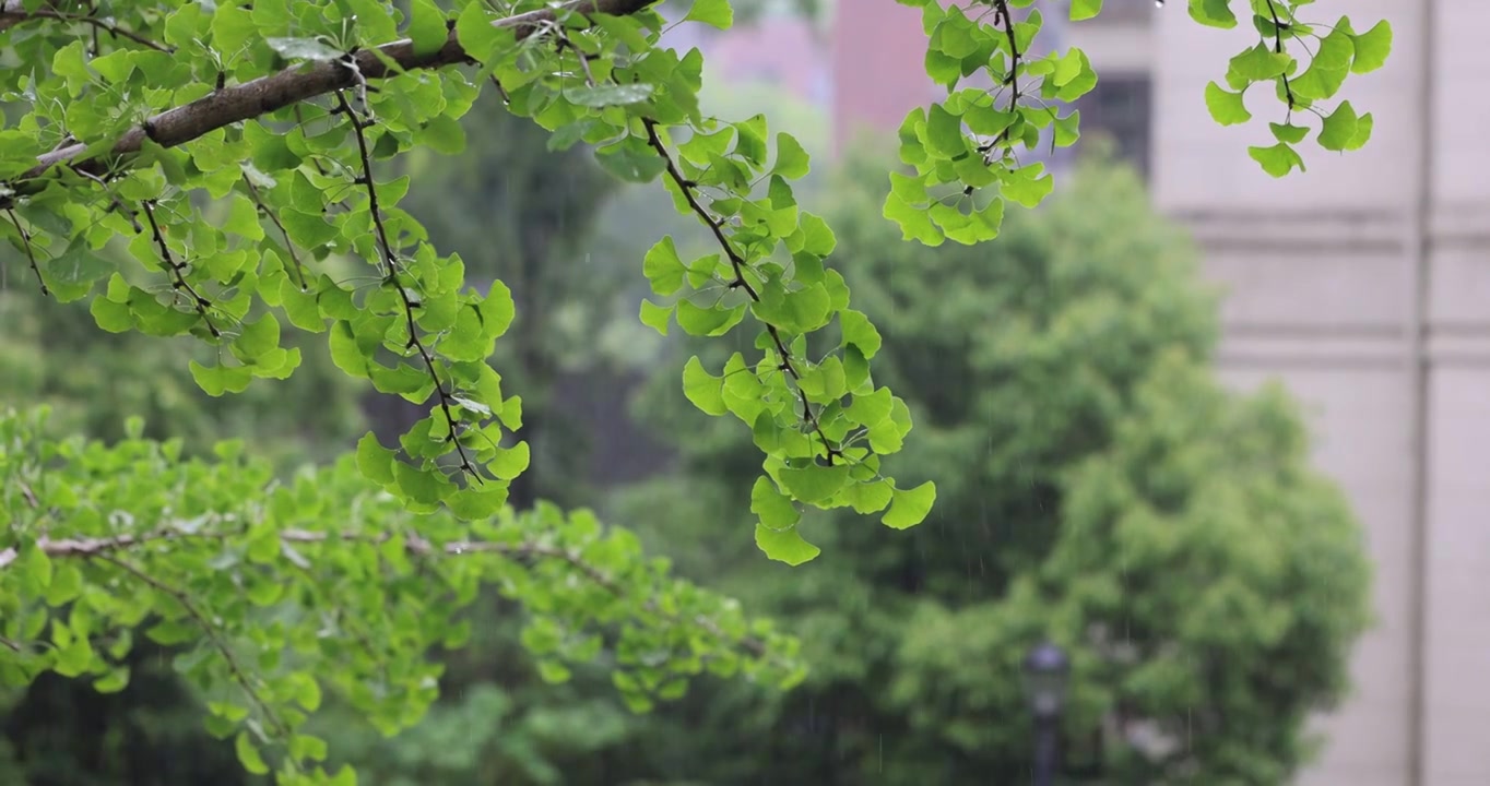 夏天雨水打在银杏叶上升格视频下载