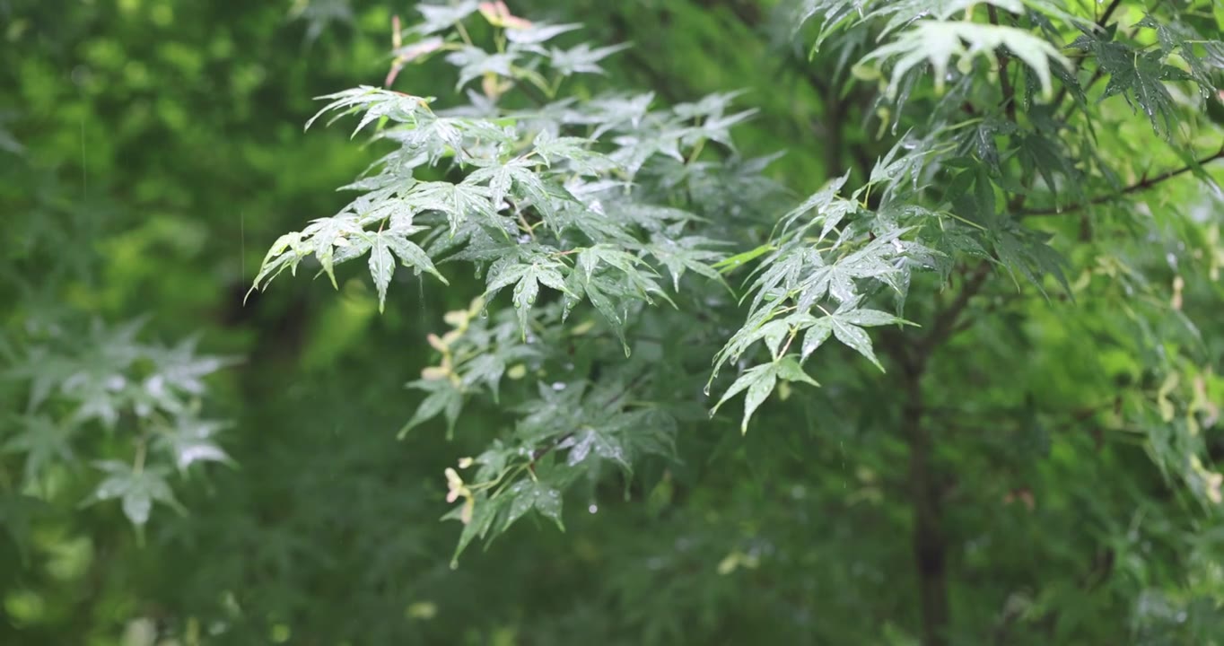 夏天雨水打在枫叶上升格视频下载