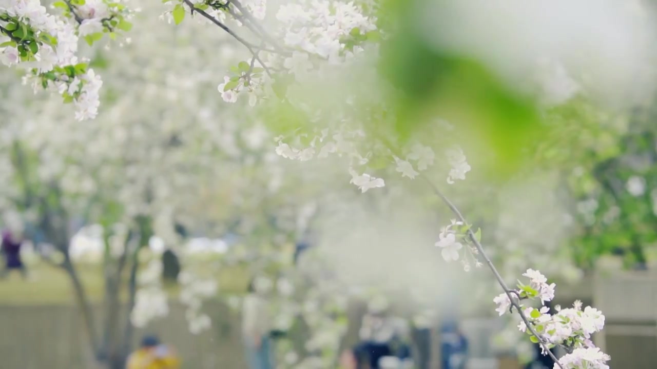 北京望京南地铁站盛开的海棠花景象视频素材